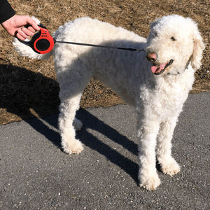 Dog Walking Outdoors with the Bone Pattern Leash