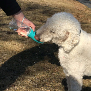 Thirsty dog drinks outdoors from Travel Dog Water Bottle